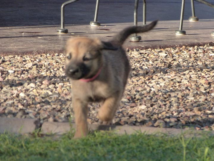 chinook dog